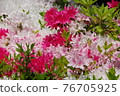 Azalea 76705925