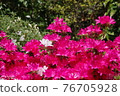 Azalea 76705928