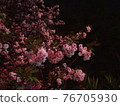Double cherry blossom night cherry blossoms 76705930