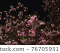 Double cherry blossom night cherry blossoms 76705931