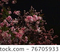 Double cherry blossom night cherry blossoms 76705933