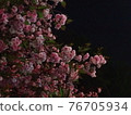 Double cherry blossom night cherry blossoms 76705934