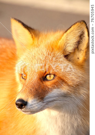 赤狐豎10 赤狐豎10 76705945