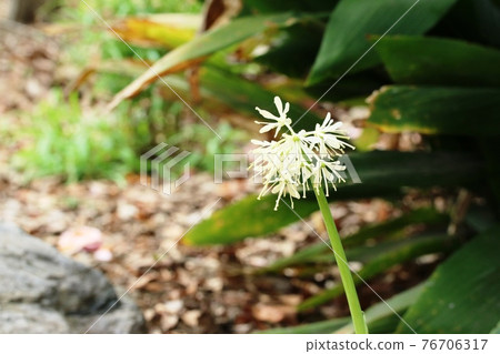 Heloniopsis orientalis（白花袴）開始開花 76706317