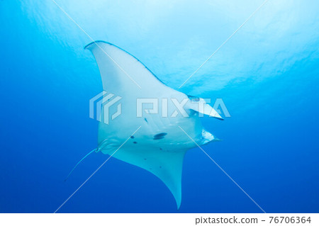 Manta Manta 76706364