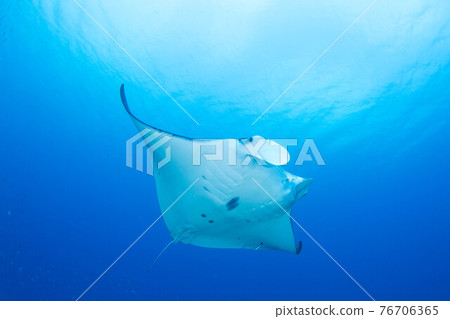 Manta Manta 76706365