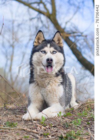 siberian husky 76706442