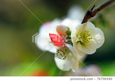 散景花01 76706480