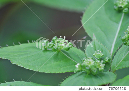 Helwingia japonica花這是一朵雄花,在葉的中心開幾朵花。 Helwingia japonica花這是一朵雄花,在葉的中心開幾朵花。 76706528