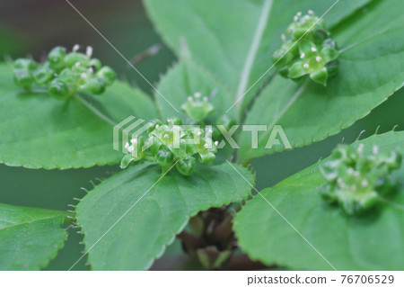 Helwingia japonica flower This is a male flower that blooms several flowers in the center of the leaf. Helwingia japonica flower This is a male flower that blooms several flowers in the center of the leaf. 76706529
