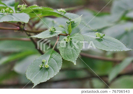 Helwingia japonica 花 這是一種雄花，在葉子的中心開出多朵花。 76706543