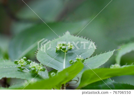 Helwingia japonica 花 這是一種雄花，在葉子的中心開出多朵花。 76706550