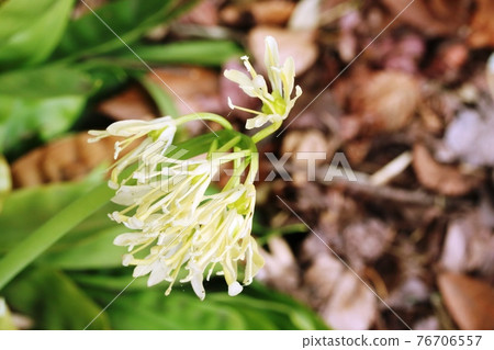 Heloniopsis orientalis(白花袴)開始開花 Heloniopsis orientalis(白花袴)開始開花 76706557