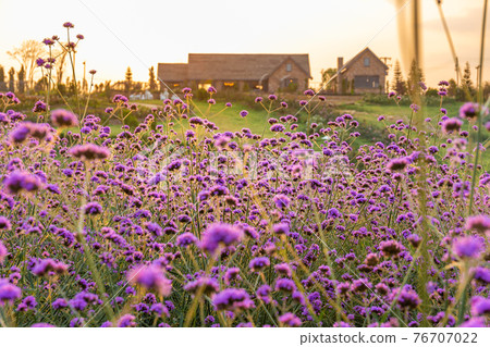 lavender flowers field at sunset time background lavender flowers field at sunset time background 76707022