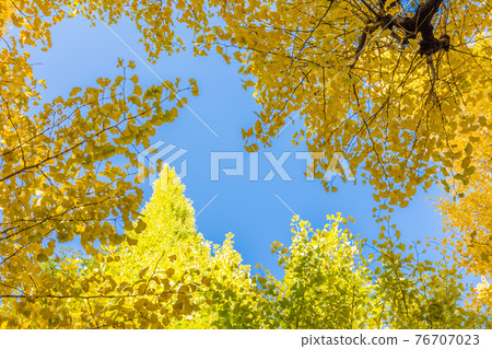 Yellow ginkgo leaves with sky as background like photo frames at icho namiki, Tokyo, Japan. Copy space background and select focus Yellow ginkgo leaves with sky as background like photo frames at icho namiki, Tokyo, Japan. Copy space background and select focus 76707023