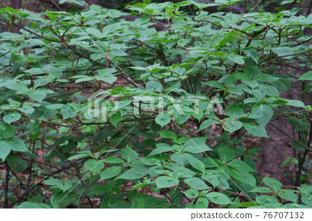 Helwingia japonica with flowers in the center of the leaves The photo is a tree with male flowers 76707132