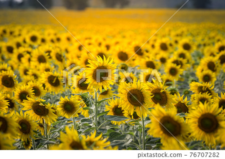 Close Up of sunflower in field natural background Close Up of sunflower in field natural background 76707282