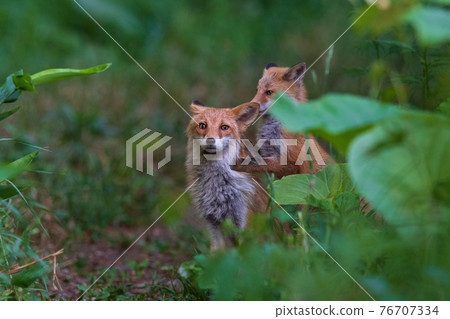 Red-foxed kid pampering her mom Red-foxed kid pampering her mom 76707334