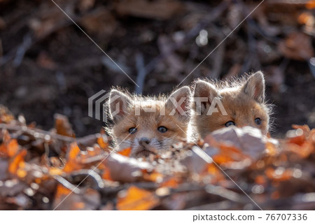 一個從洞穴裡出來的赤狐小孩 76707336