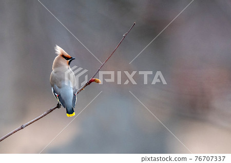 Bohemian waxwing nestled on a tree branch Bohemian waxwing nestled on a tree branch 76707337