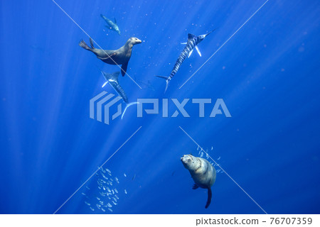 Striped Merlin and California Sea Lion Striped Merlin and California Sea Lion 76707359