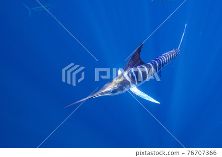 Striped Merlin Striped Merlin 76707366
