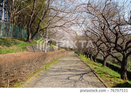 櫻花,千葉縣船橋市,小室公園 櫻花,千葉縣船橋市,小室公園 76707531