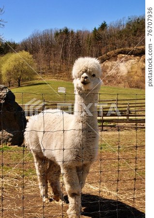 Ecorin Village Alpaca Eniwa City, Hokkaido 76707936