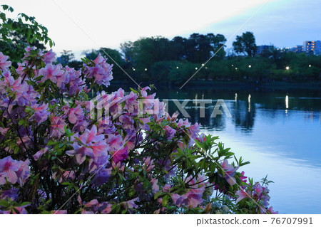 Azalea of Washokuike 1 Azalea of Washokuike 1 76707991