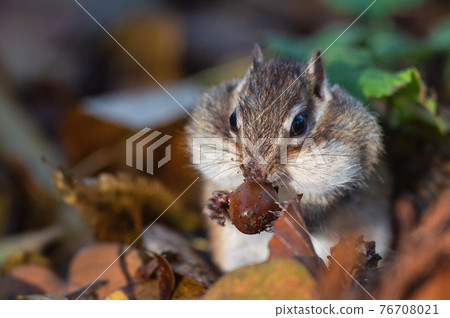 吃橡子的花栗鼠 吃橡子的花栗鼠 76708021