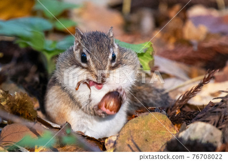 吃橡子的花栗鼠 76708022