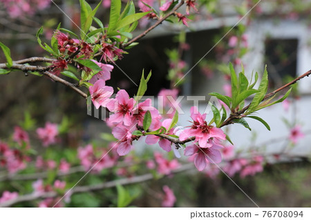 Jeongneunggol. House. Tree branches. Sprouts. Alley. Spring flowers Jeongneunggol. House. Tree branches. Sprouts. Alley. Spring flowers 76708094