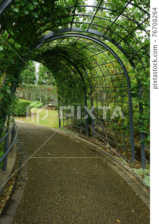 穿過花園的綠色隧道 76708264