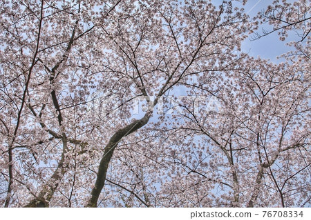 櫻花盛開,藍藍的天空 櫻花盛開,藍藍的天空 76708334