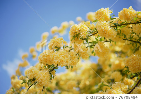 藍天上的黃色花拱 藍天上的黃色花拱 76708484