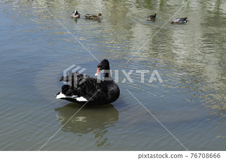 Black Swan "Duck and Hinata Bokko" 76708666
