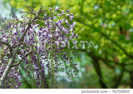 紫藤花 紫藤花 76708693