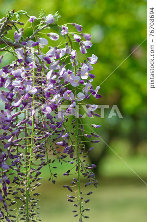  紫藤花 76708694
