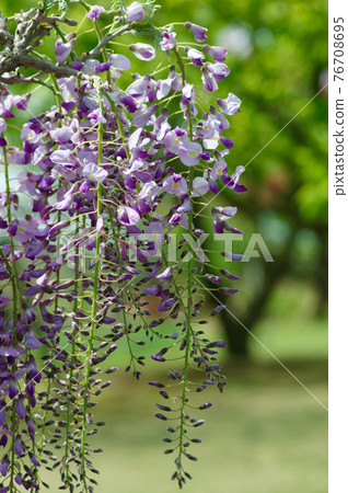 紫藤花 紫藤花 76708695