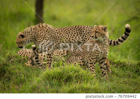 Cheetah cub passes another sitting on mound Cheetah cub passes another sitting on mound 76709442