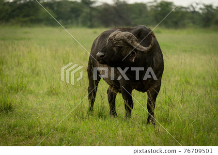 Cape buffalo stands in grass turning head Cape buffalo stands in grass turning head 76709501