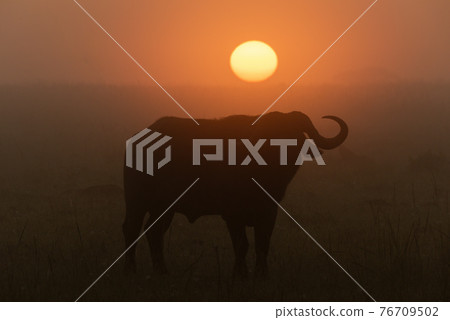 Cape buffalo silhouetted before misty rising sun 76709502