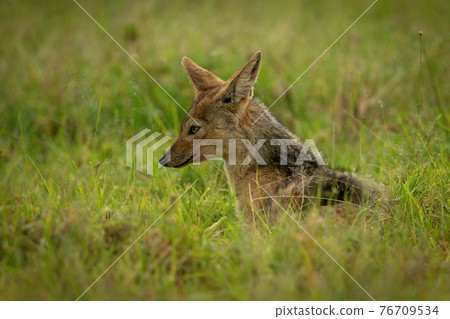 Black-backed jackal lies in grass facing left 76709534