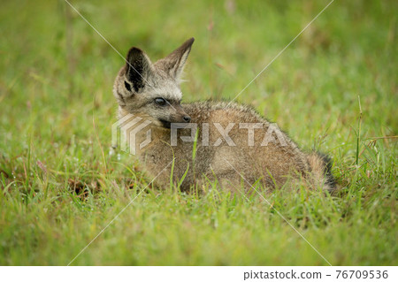 Bat-eared fox sits on grass looking back 76709536
