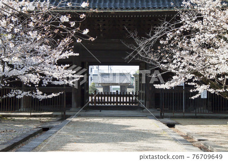 春天從大住寺三門看正門 春天從大住寺三門看正門 76709649