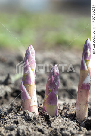 Young organic asparagus grows in a vegetable garden. useful and expensive farm product. 76710287