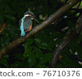Kingfisher 76710376