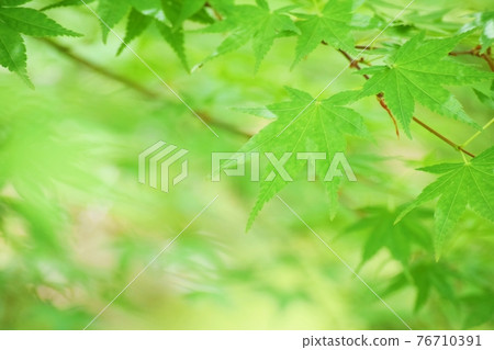 Fresh green leaves Fresh green leaves 76710391