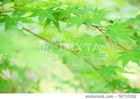 Fresh green leaves Fresh green leaves 76710392