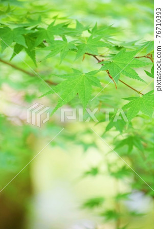 Fresh green leaves Fresh green leaves 76710393